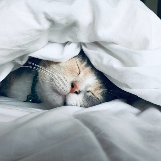 Face of cat sleeping under a duvet on a Beautyrest mattress.